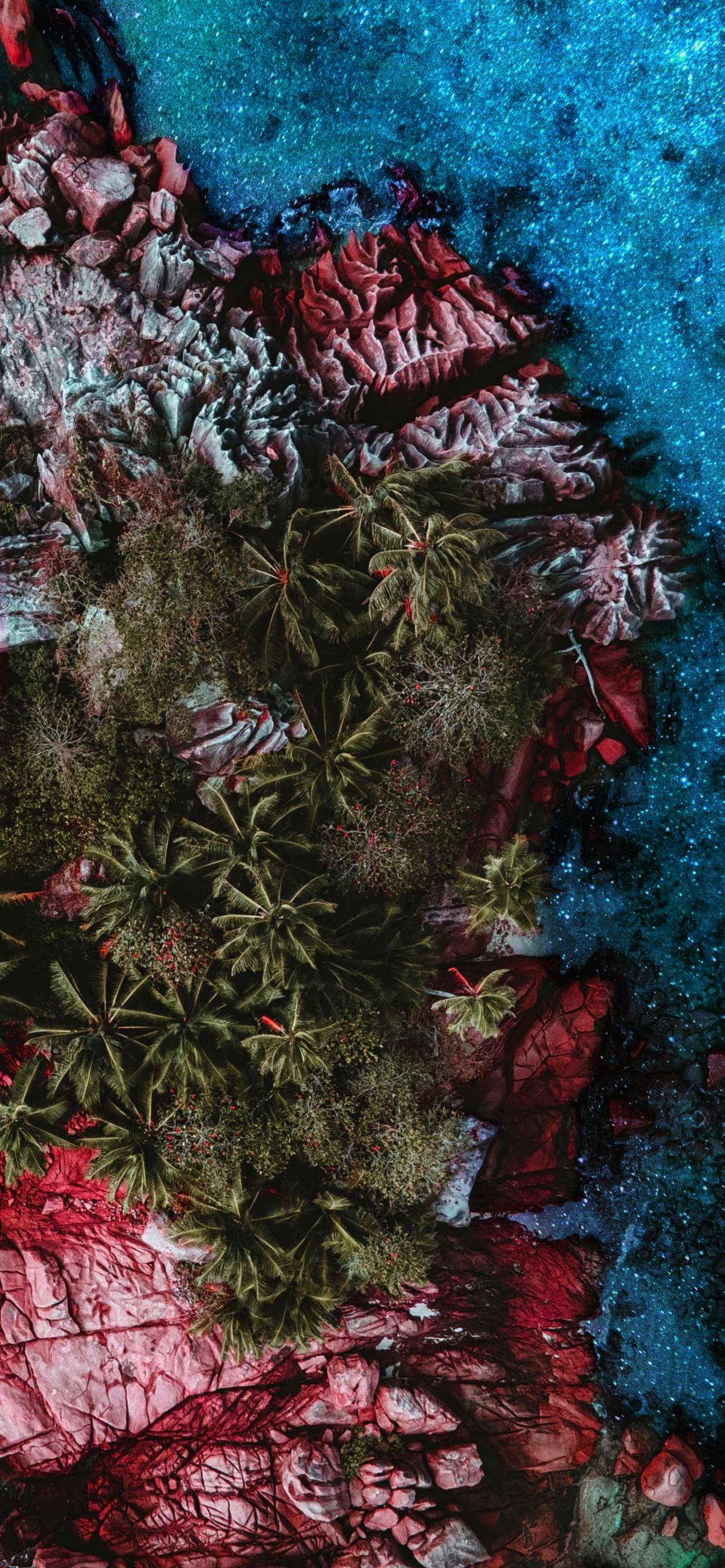 Arrecife, Sucursal, Rosa, Planta Terrestre, Ramita. Wallpaper in 1242x2688 Resolution