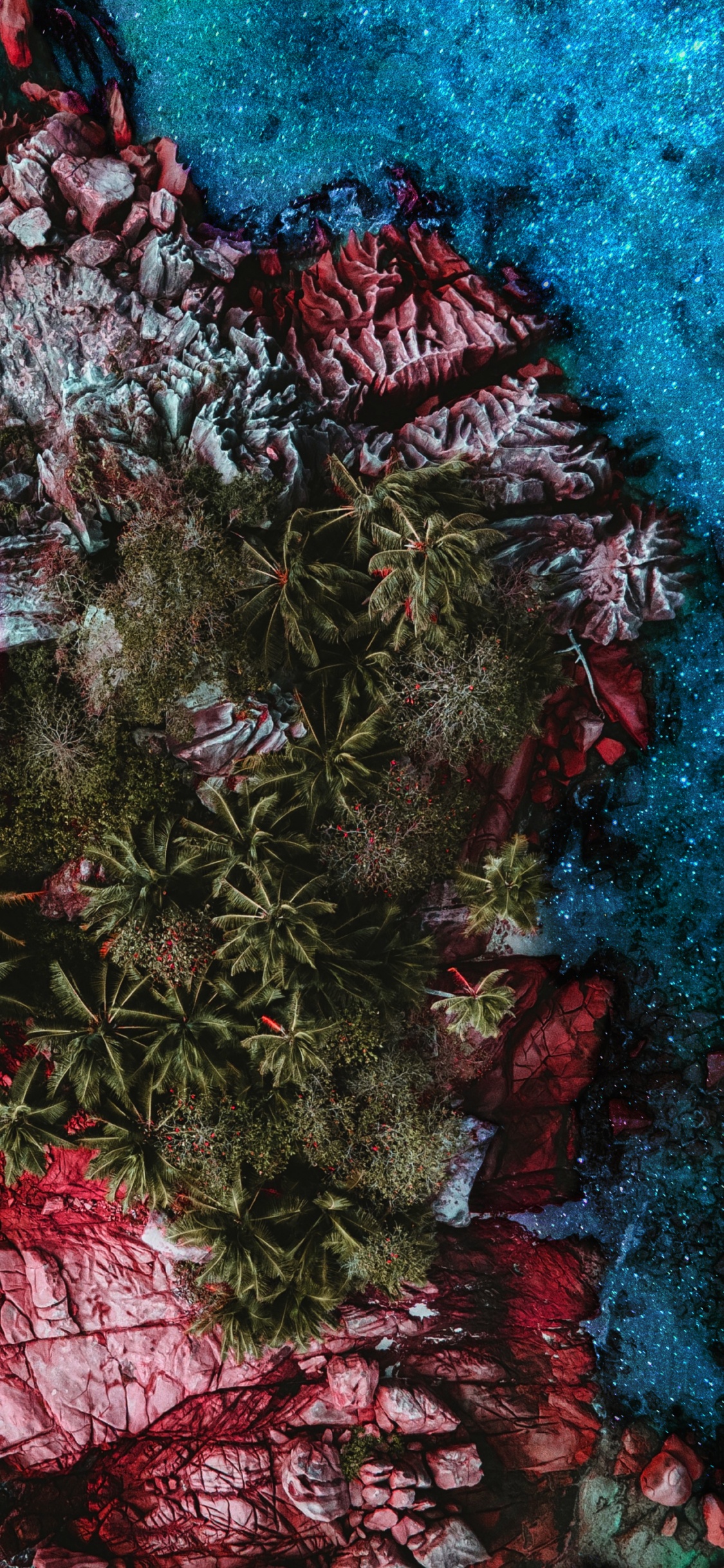 Récif, Pink, Plante Terrestre, Rameau, Evergreen. Wallpaper in 1125x2436 Resolution