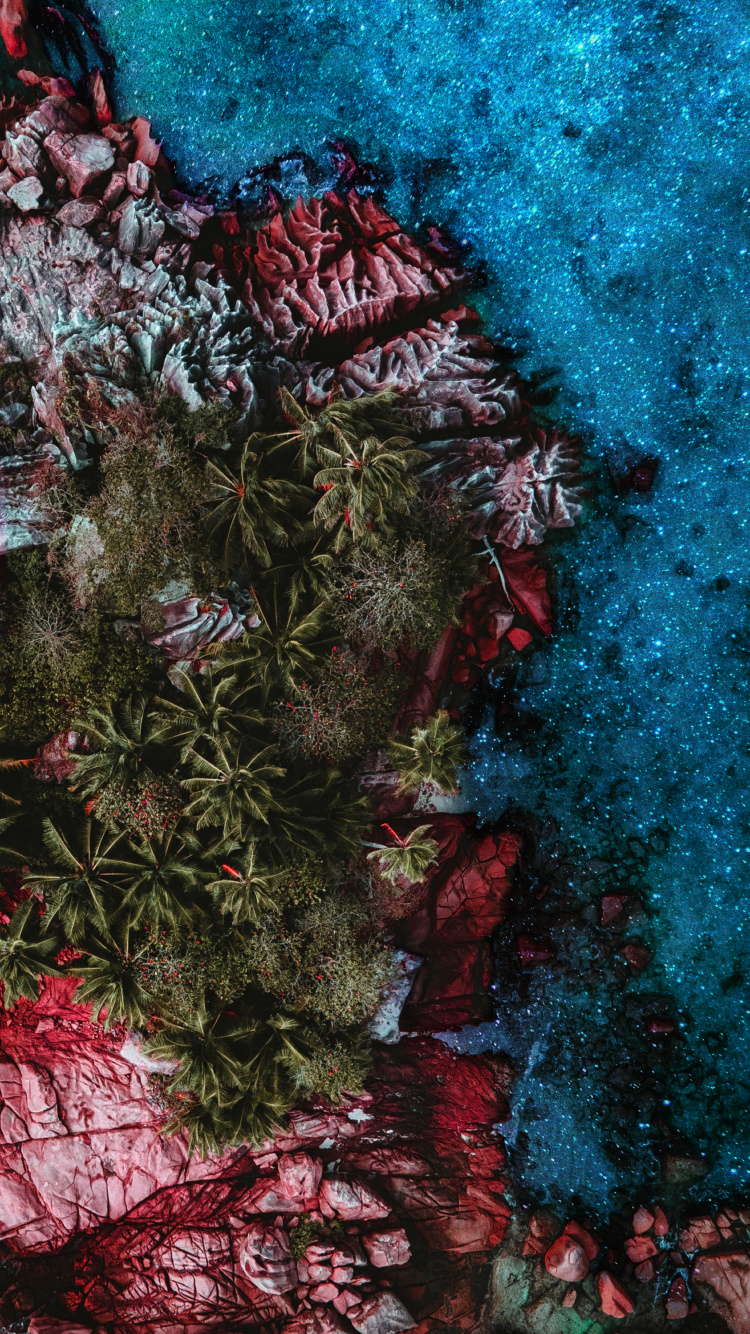 Récif, Pink, Plante Terrestre, Rameau, Evergreen. Wallpaper in 750x1334 Resolution