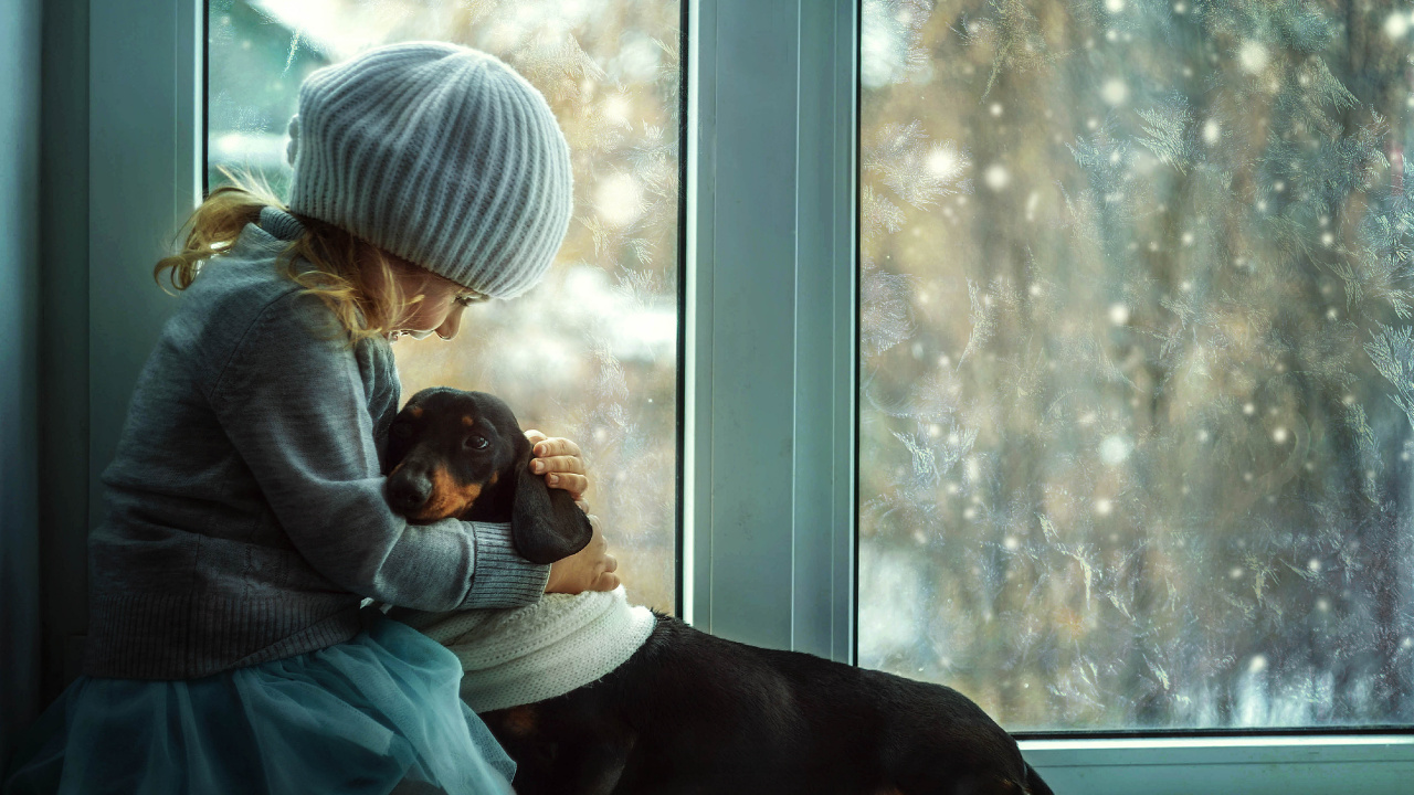 Dachshund, Dog, Window, Sitting, Cap. Wallpaper in 1280x720 Resolution