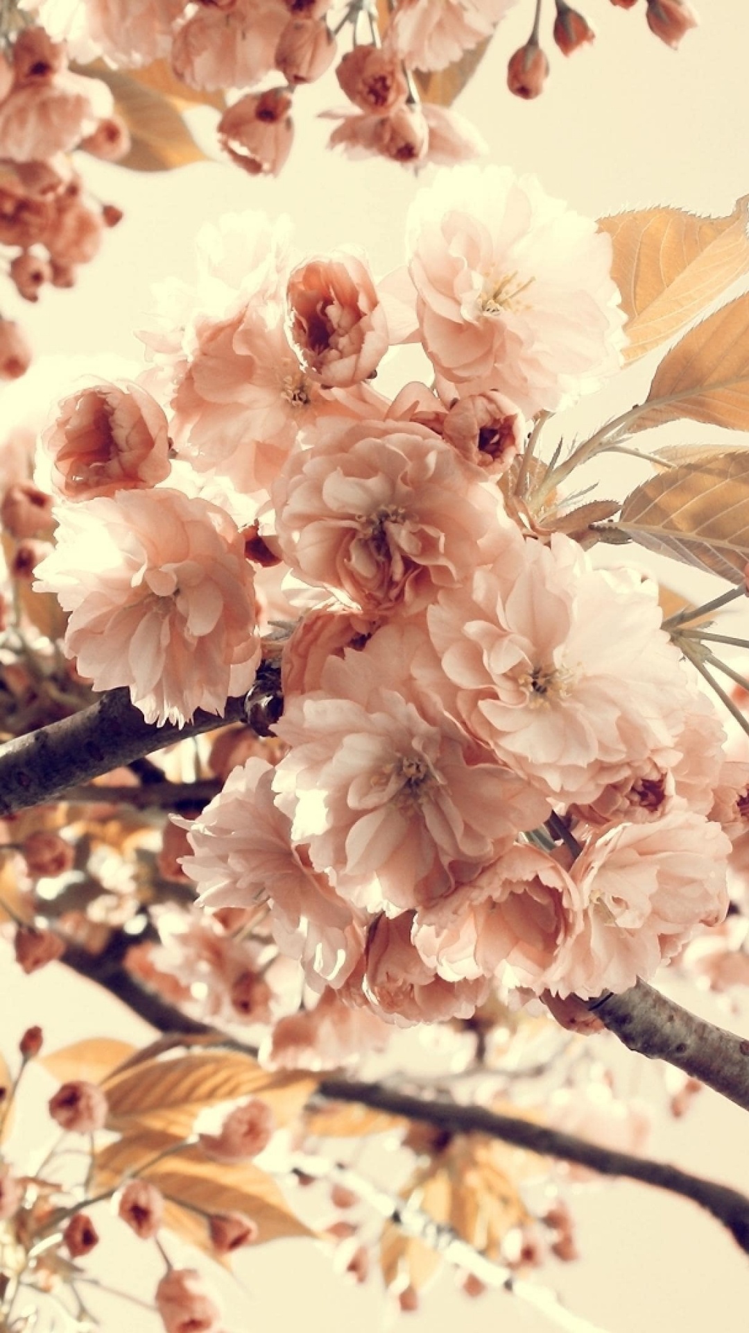 Printemps, Pink, Cerisier, Rameau, Couleur. Wallpaper in 1080x1920 Resolution