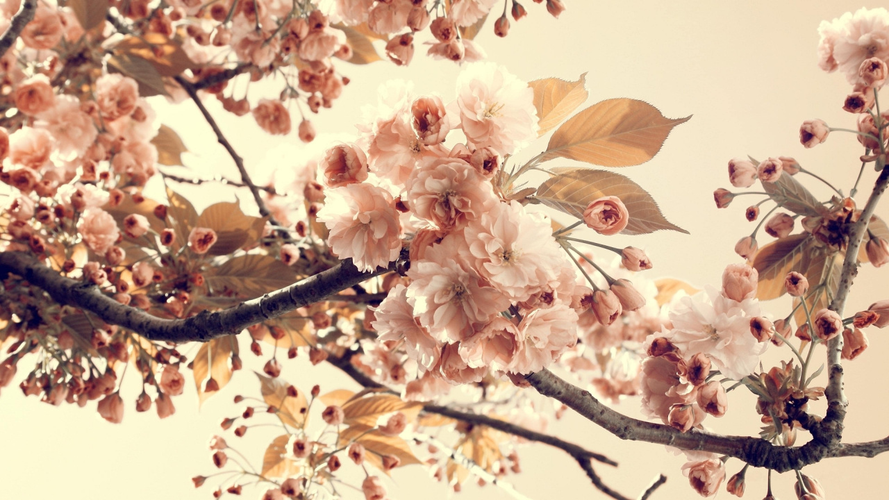 Printemps, Pink, Cerisier, Rameau, Couleur. Wallpaper in 1280x720 Resolution