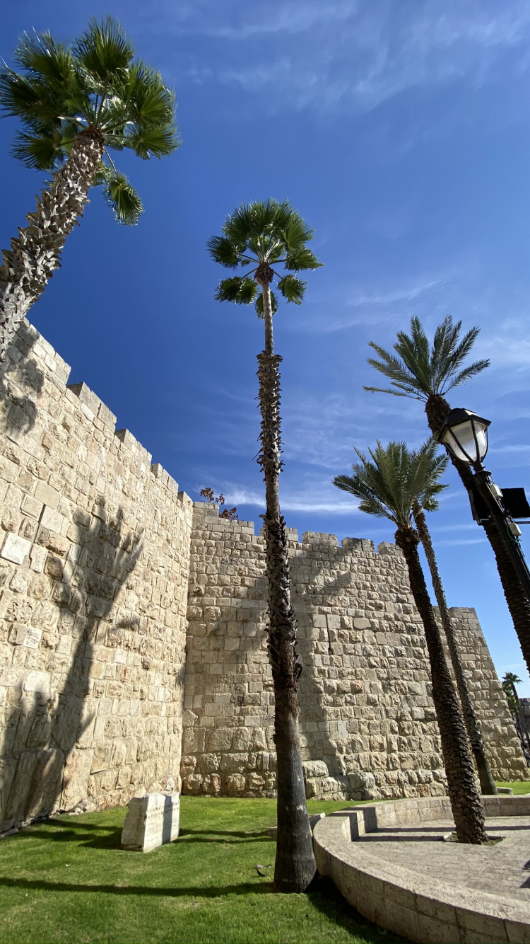 Archaeological Site, Palm Trees, Ancient History, Ruins, Wall. Wallpaper in 750x1334 Resolution