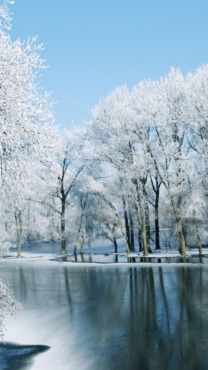 Arbres Blancs à Côté de la Rivière Sous Ciel Bleu Pendant la Journée. Wallpaper in 720x1280 Resolution