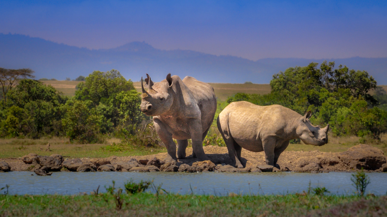 Rhinocéros Brun Sur Terrain D'herbe Verte Pendant la Journée. Wallpaper in 1280x720 Resolution