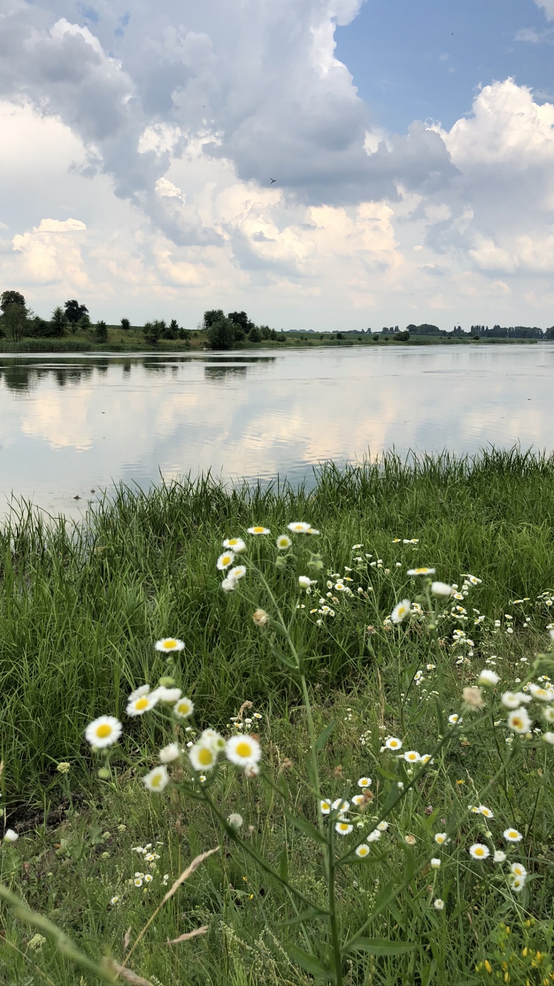 Nature Reserve, Salt Marsh, Natural Environment, Plant, Natural Landscape. Wallpaper in 1080x1920 Resolution