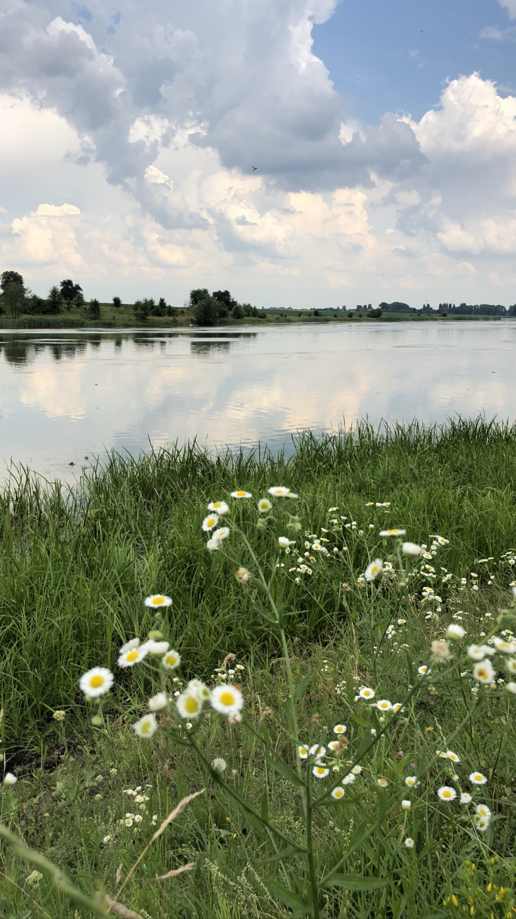 Naturschutzgebiet, Salzwiesen, Natürlichen Umgebung, Naturlandschaft, Pflanzen-Gemeinschaft. Wallpaper in 750x1334 Resolution