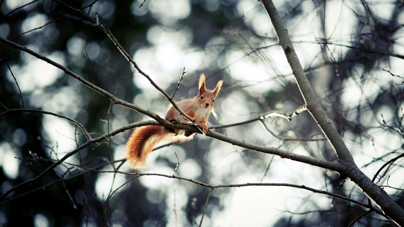 Braunes Eichhörnchen Auf Ast Während Des Tages. Wallpaper in 1366x768 Resolution