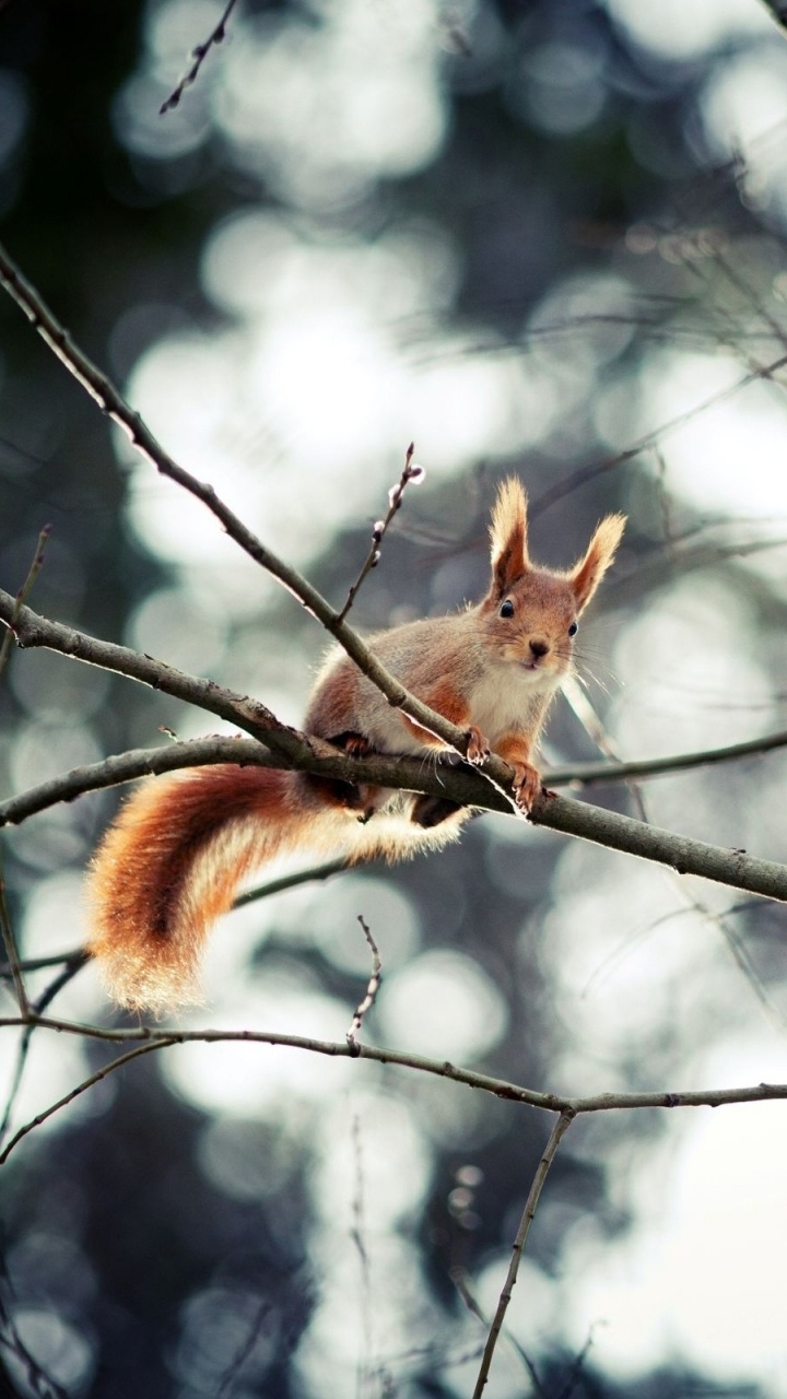 Braunes Eichhörnchen Auf Ast Während Des Tages. Wallpaper in 720x1280 Resolution