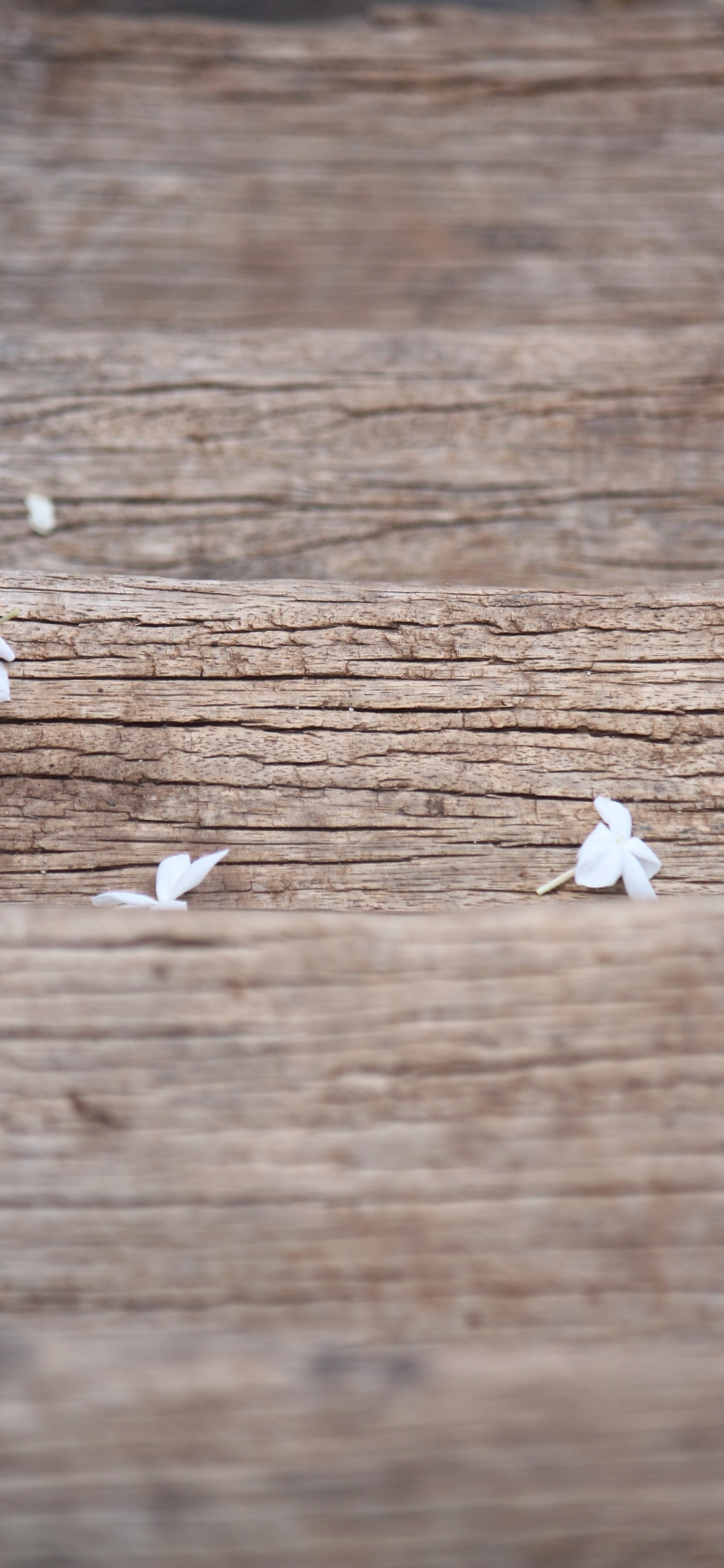 White Flower Petals on Brown Wooden Surface. Wallpaper in 1125x2436 Resolution
