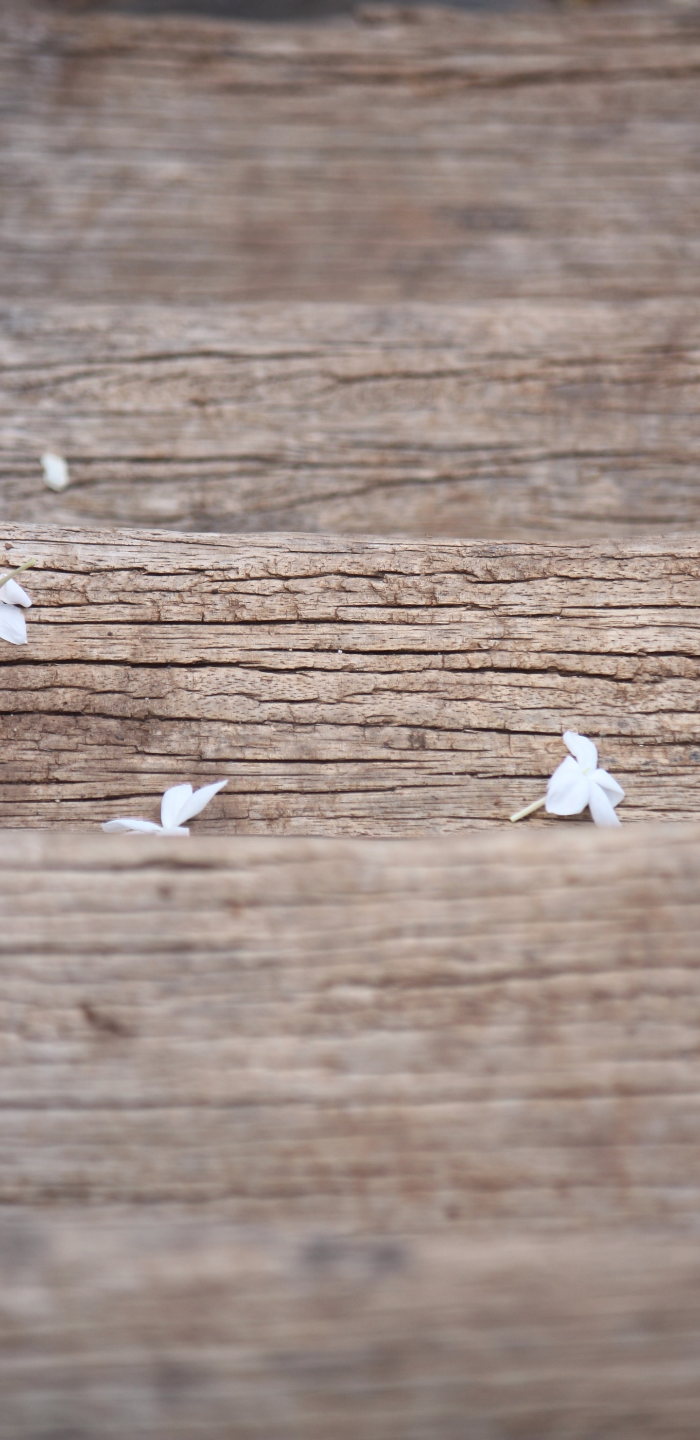 White Flower Petals on Brown Wooden Surface. Wallpaper in 1440x2960 Resolution