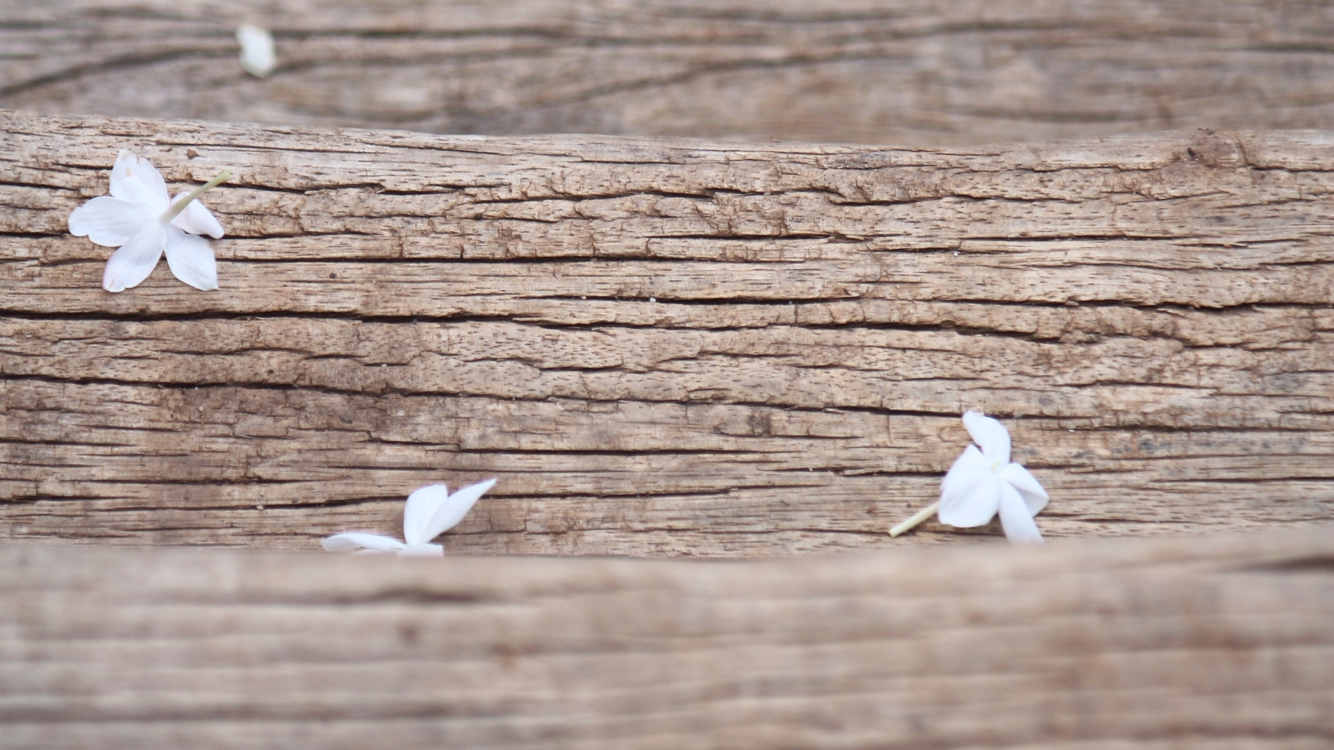 White Flower Petals on Brown Wooden Surface. Wallpaper in 1920x1080 Resolution