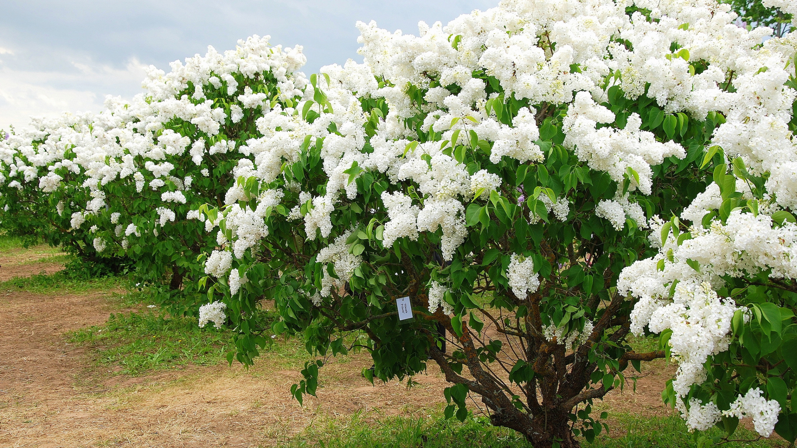Flores Blancas en el Campo de Hierba Verde Durante el Día. Wallpaper in 2560x1440 Resolution