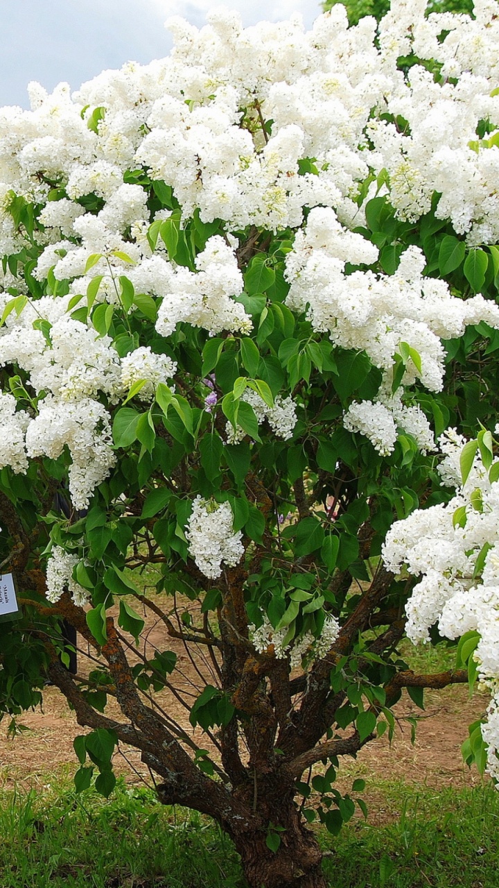 Flores Blancas en el Campo de Hierba Verde Durante el Día. Wallpaper in 720x1280 Resolution