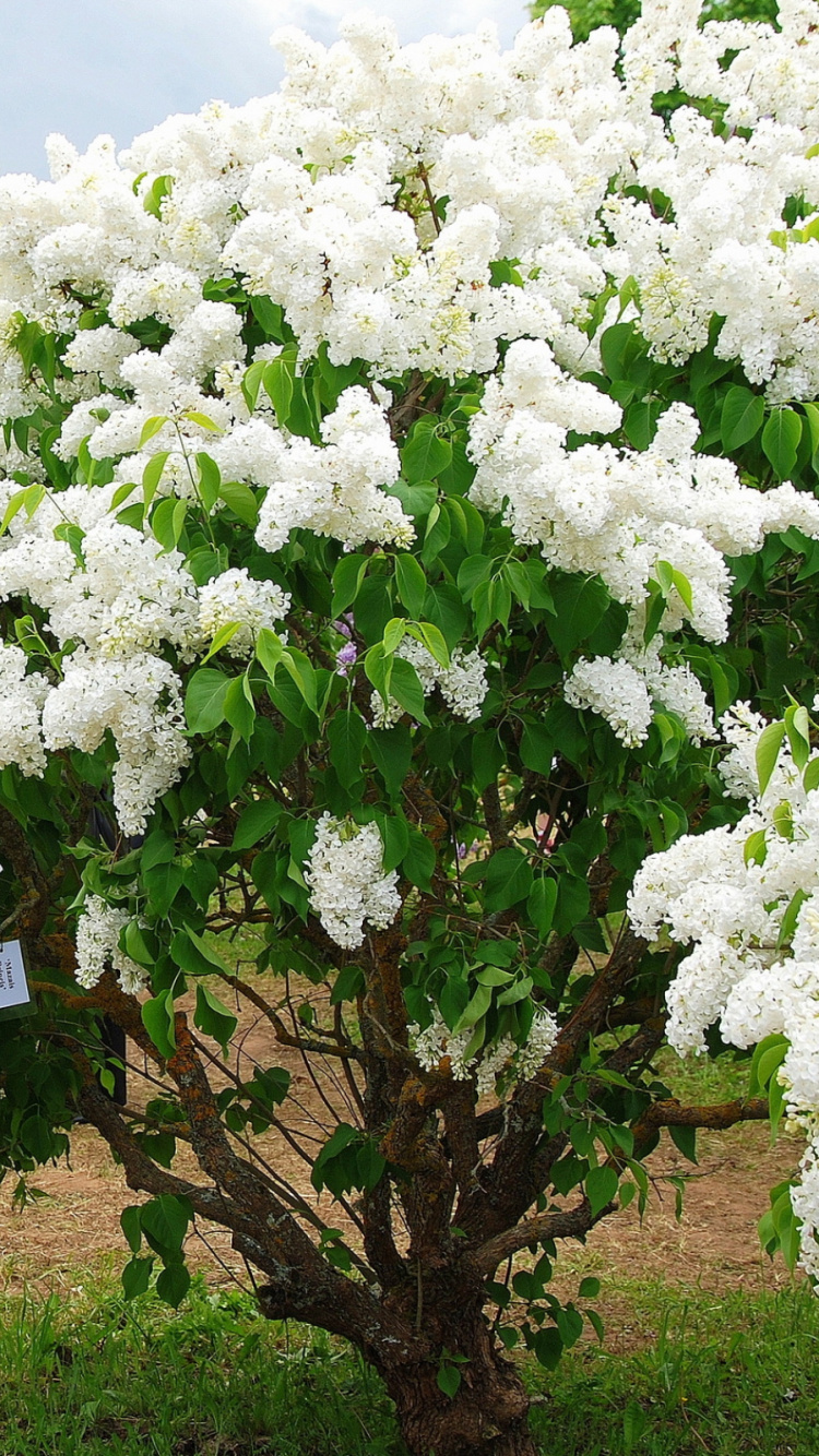 White Flowers on Green Grass Field During Daytime. Wallpaper in 750x1334 Resolution