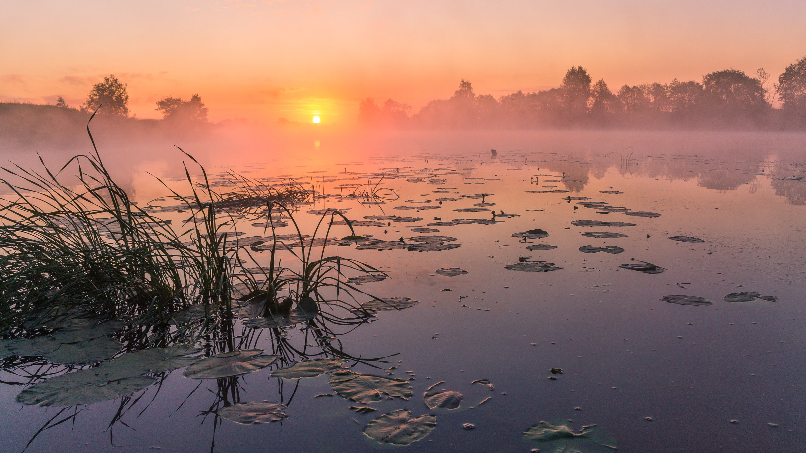 Grünes Gras Auf Dem Wasser Bei Sonnenuntergang. Wallpaper in 2560x1440 Resolution