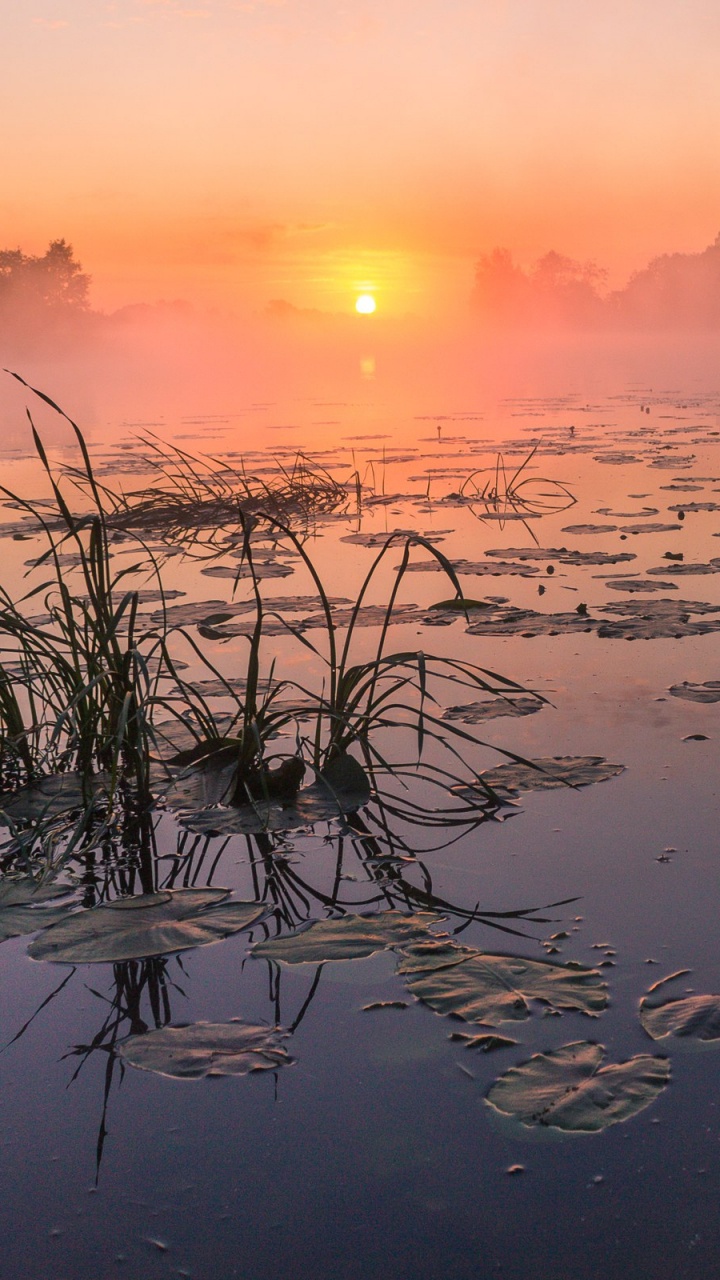 Grünes Gras Auf Dem Wasser Bei Sonnenuntergang. Wallpaper in 720x1280 Resolution