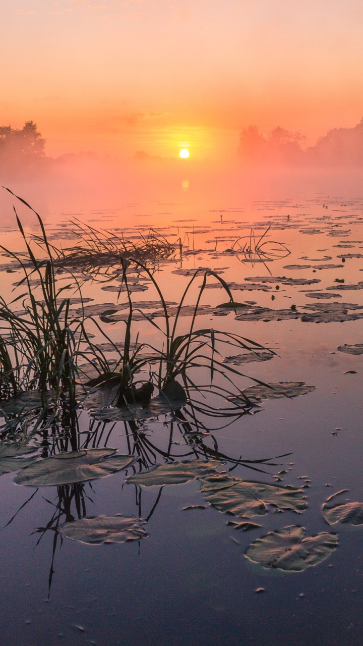 Green Grass on Water During Sunset. Wallpaper in 720x1280 Resolution