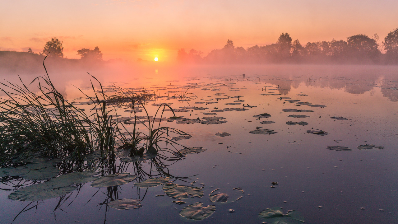 Herbe Verte Sur L'eau Pendant le Coucher du Soleil. Wallpaper in 1280x720 Resolution