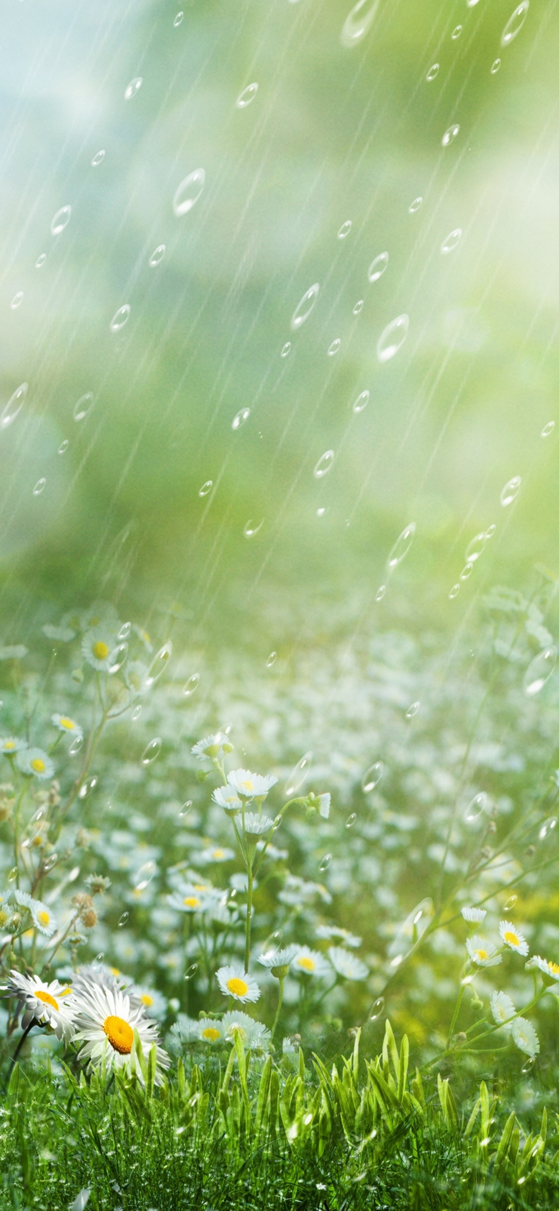 Lluvia, La Gente en la Naturaleza, Agua, Paisaje Natural, Pétalo. Wallpaper in 1125x2436 Resolution