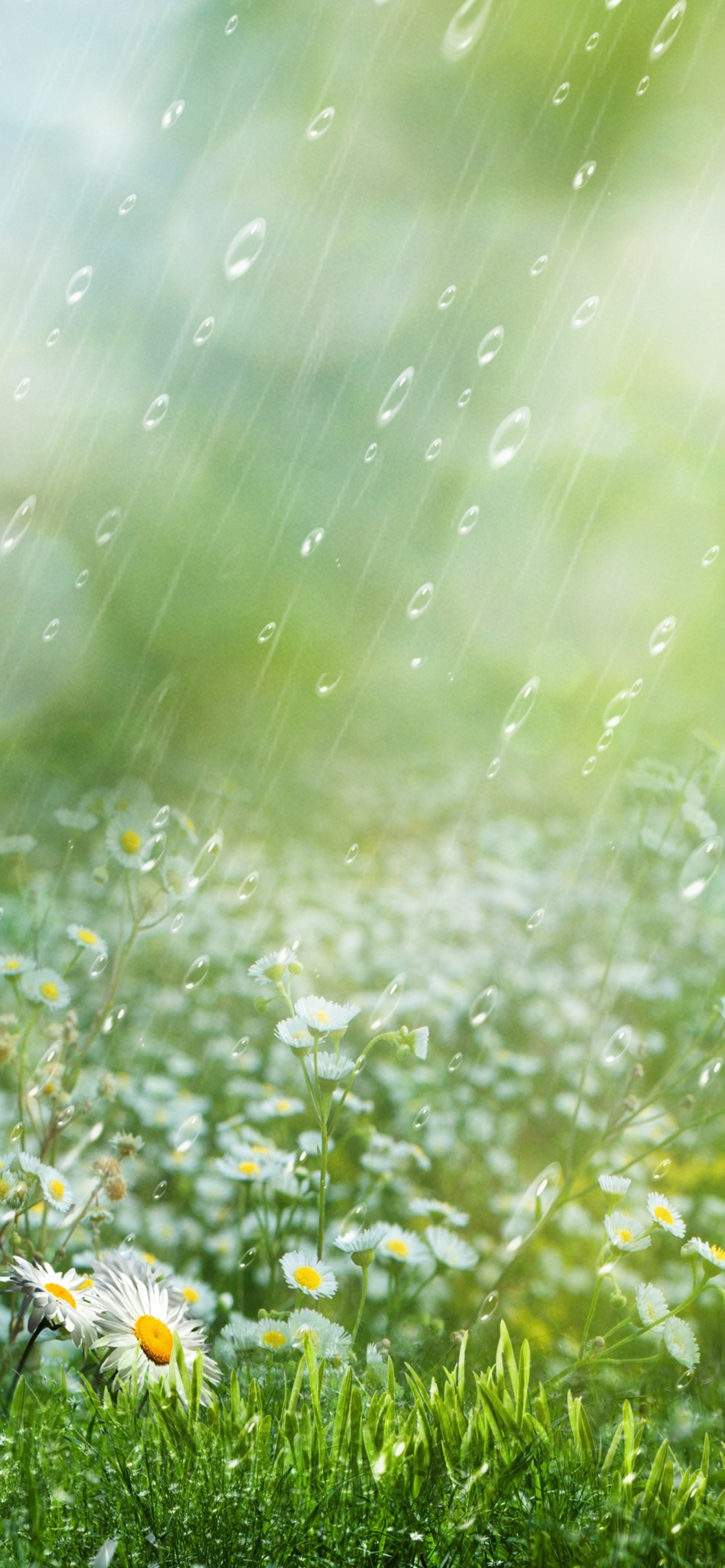 Lluvia, La Gente en la Naturaleza, Agua, Paisaje Natural, Pétalo. Wallpaper in 1242x2688 Resolution