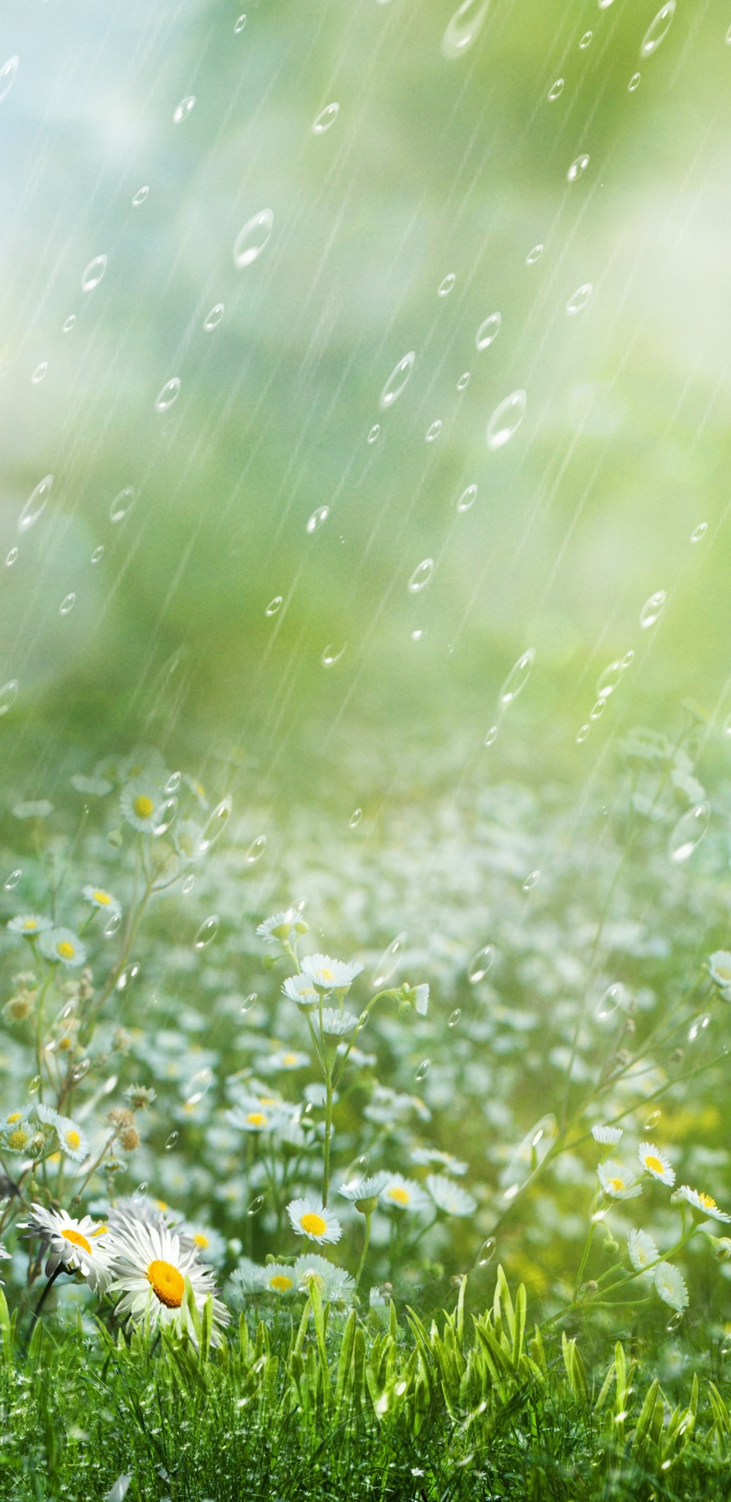 Lluvia, La Gente en la Naturaleza, Agua, Paisaje Natural, Pétalo. Wallpaper in 1440x2960 Resolution
