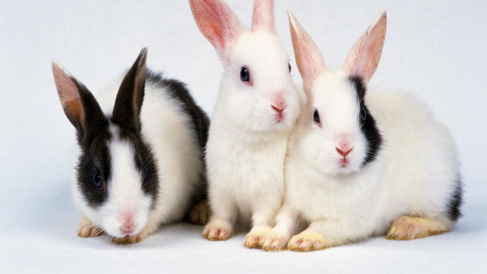 Lapin Blanc et Noir Sur Tableau Blanc. Wallpaper in 1920x1080 Resolution