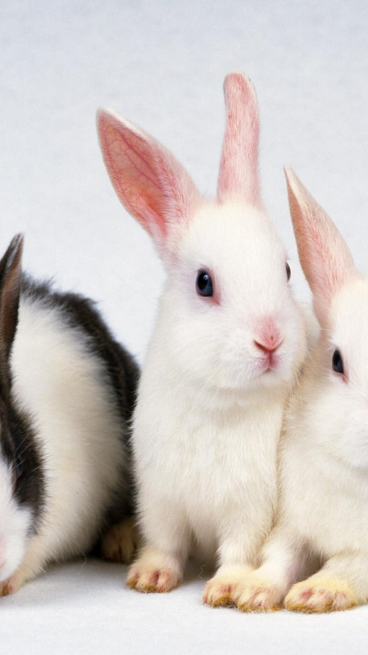 Lapin Blanc et Noir Sur Tableau Blanc. Wallpaper in 750x1334 Resolution