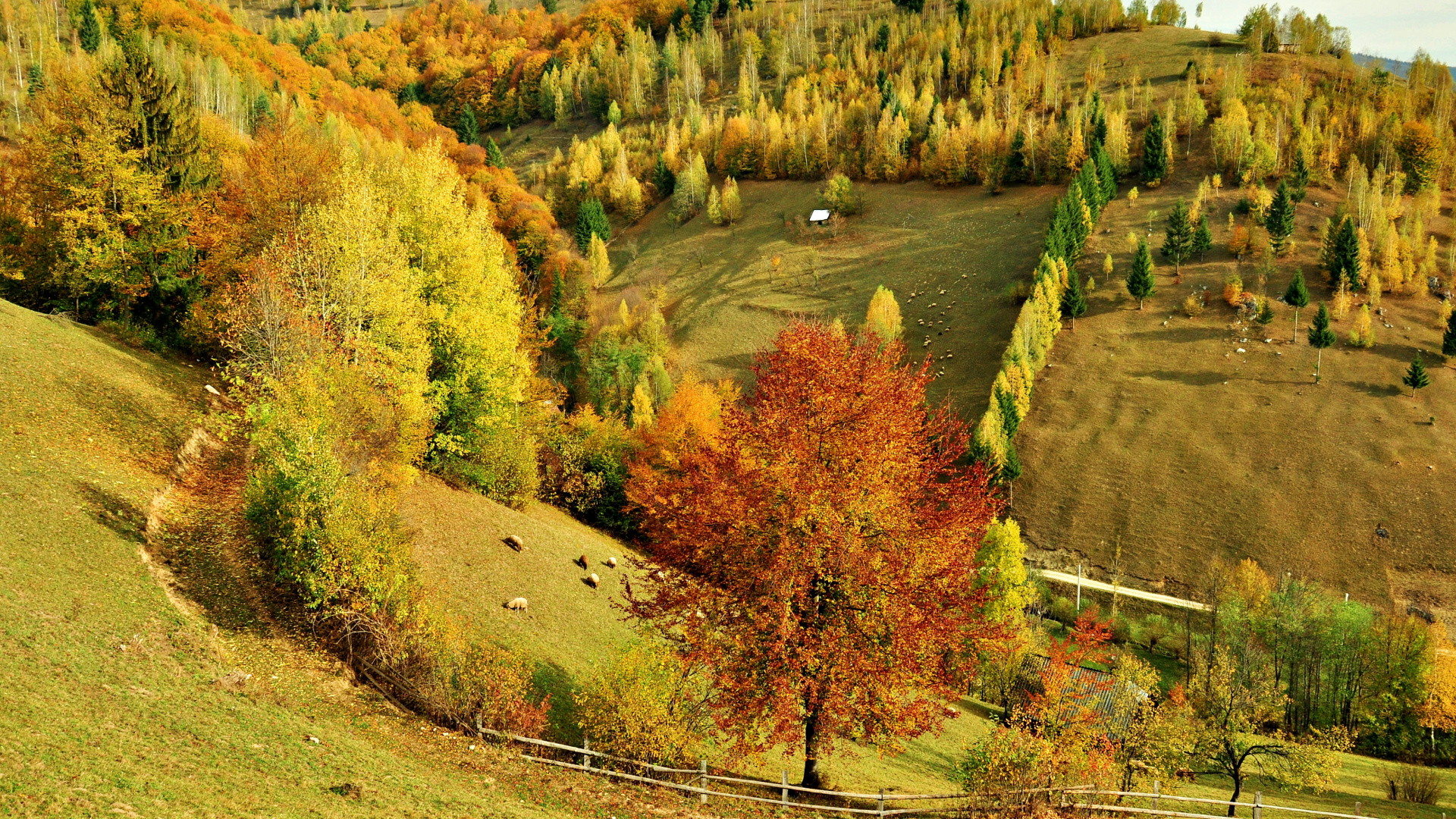 Green and Brown Trees on Green Grass Field During Daytime. Wallpaper in 1920x1080 Resolution