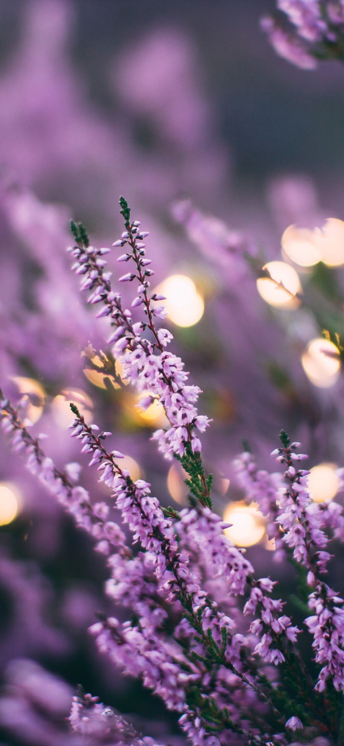 Lavanda, Morado, Color, Sucursal, Violeta. Wallpaper in 1125x2436 Resolution