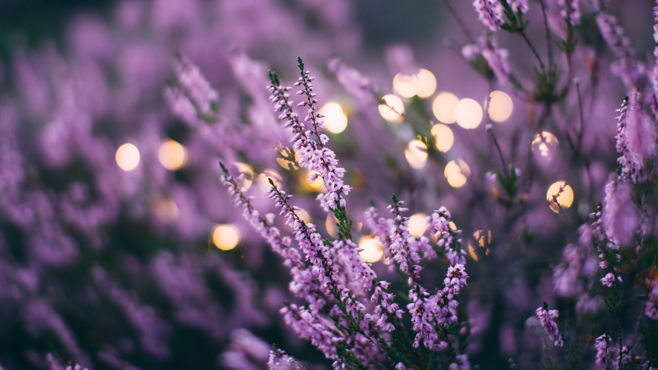 Lavanda, Morado, Color, Sucursal, Violeta. Wallpaper in 1280x720 Resolution