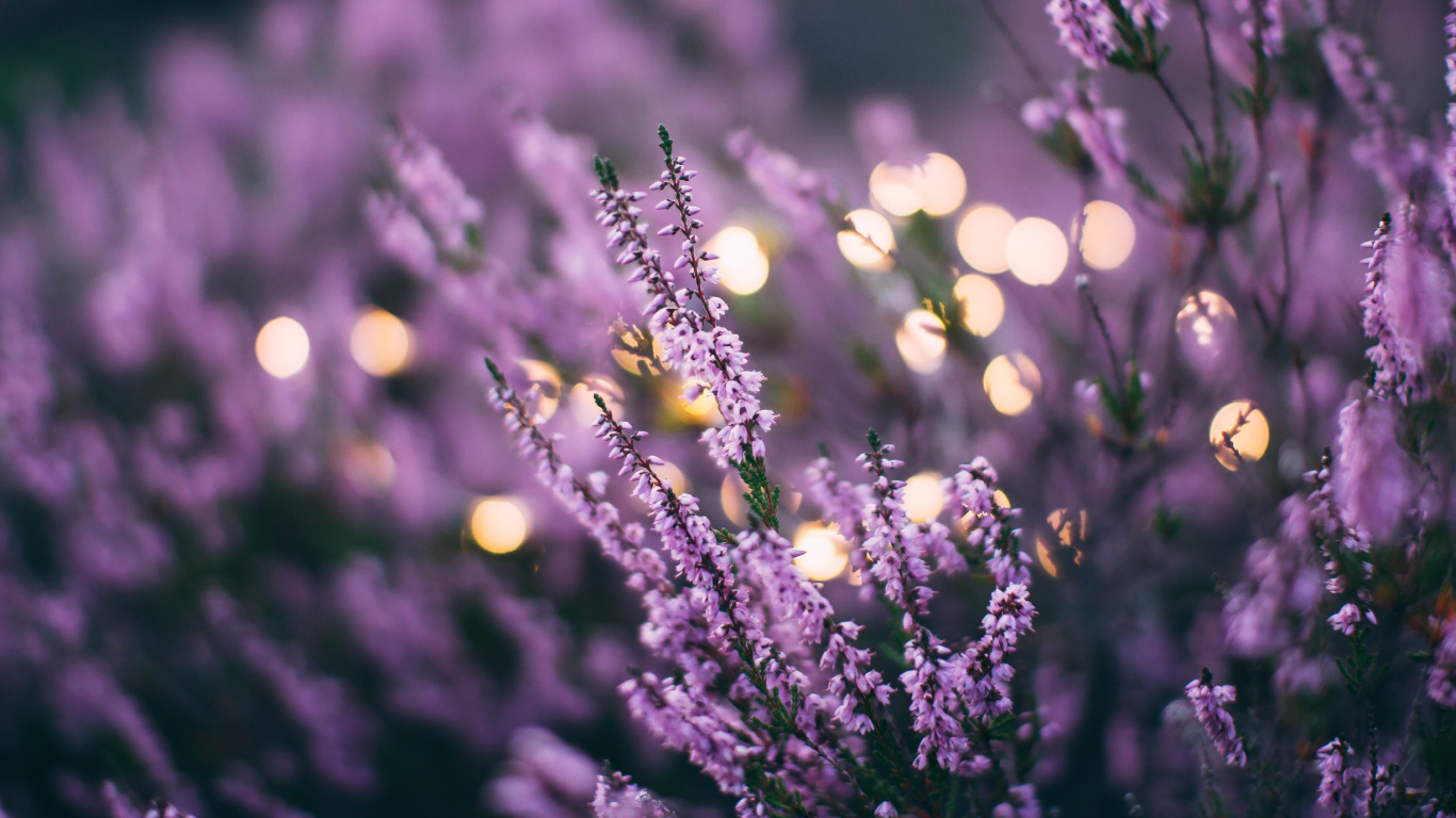 Lavanda, Morado, Color, Sucursal, Violeta. Wallpaper in 1366x768 Resolution