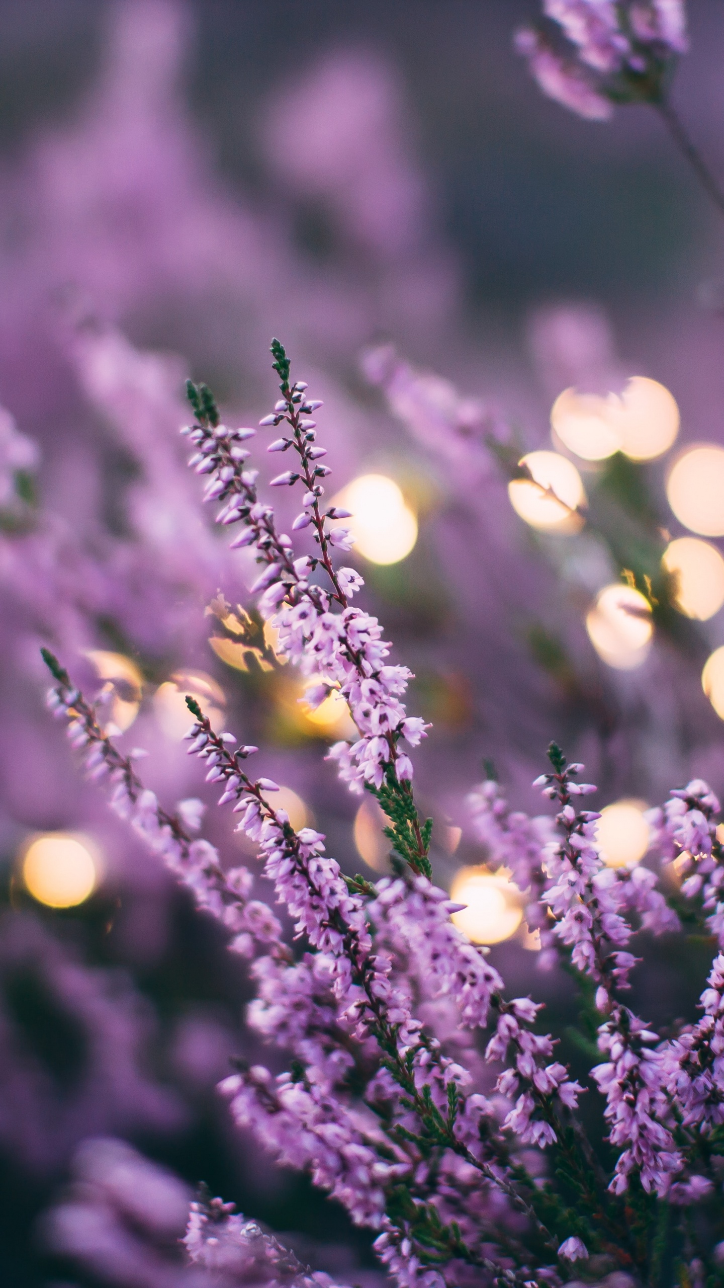 Lavanda, Morado, Color, Sucursal, Violeta. Wallpaper in 1440x2560 Resolution