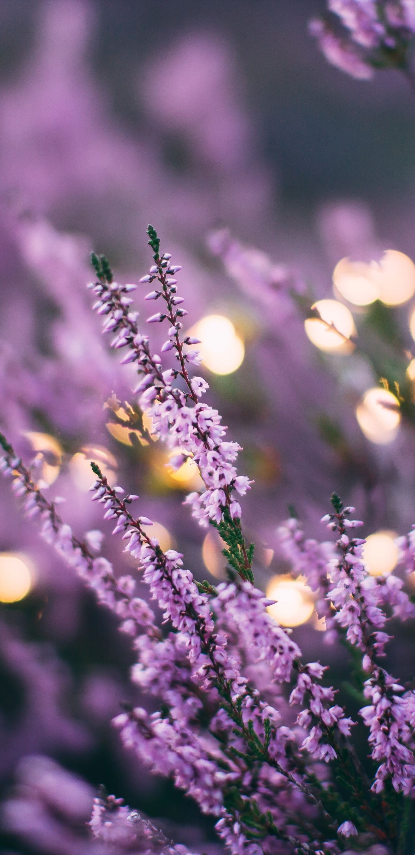 Lavanda, Morado, Color, Sucursal, Violeta. Wallpaper in 1440x2960 Resolution