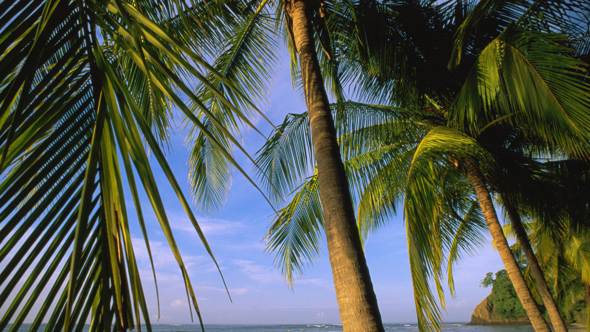 Coconut Tree Near Sea During Daytime. Wallpaper in 1920x1080 Resolution