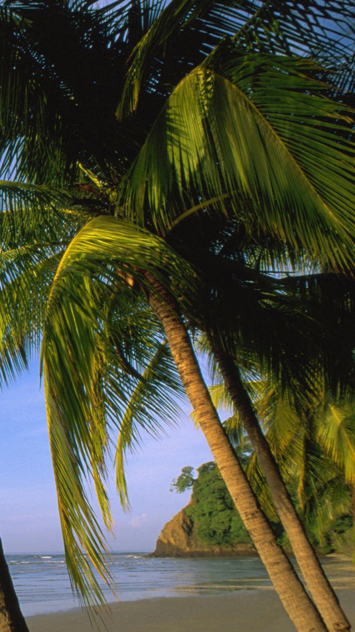 Coconut Tree Near Sea During Daytime. Wallpaper in 720x1280 Resolution