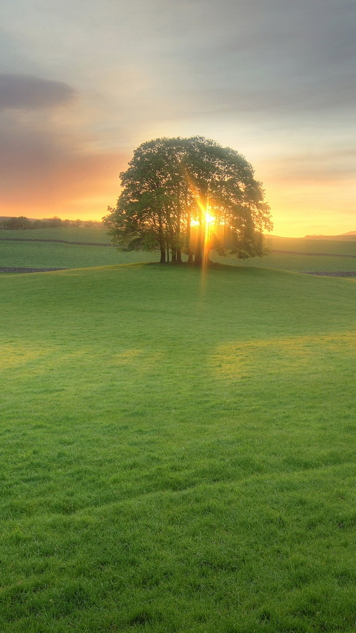 Tagsüber Grüne Wiese. Wallpaper in 720x1280 Resolution
