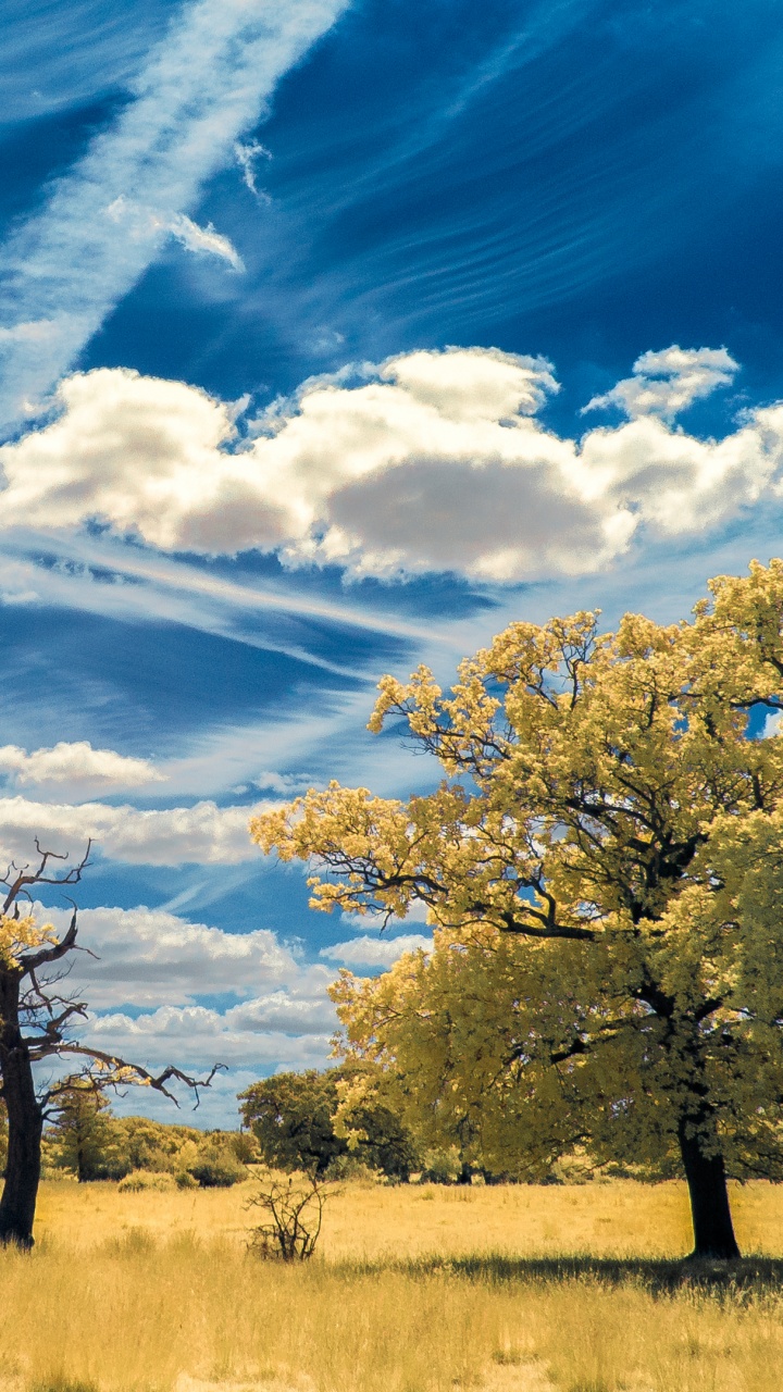 Green Tree on Brown Grass Field Under Blue Sky and White Clouds During Daytime. Wallpaper in 720x1280 Resolution