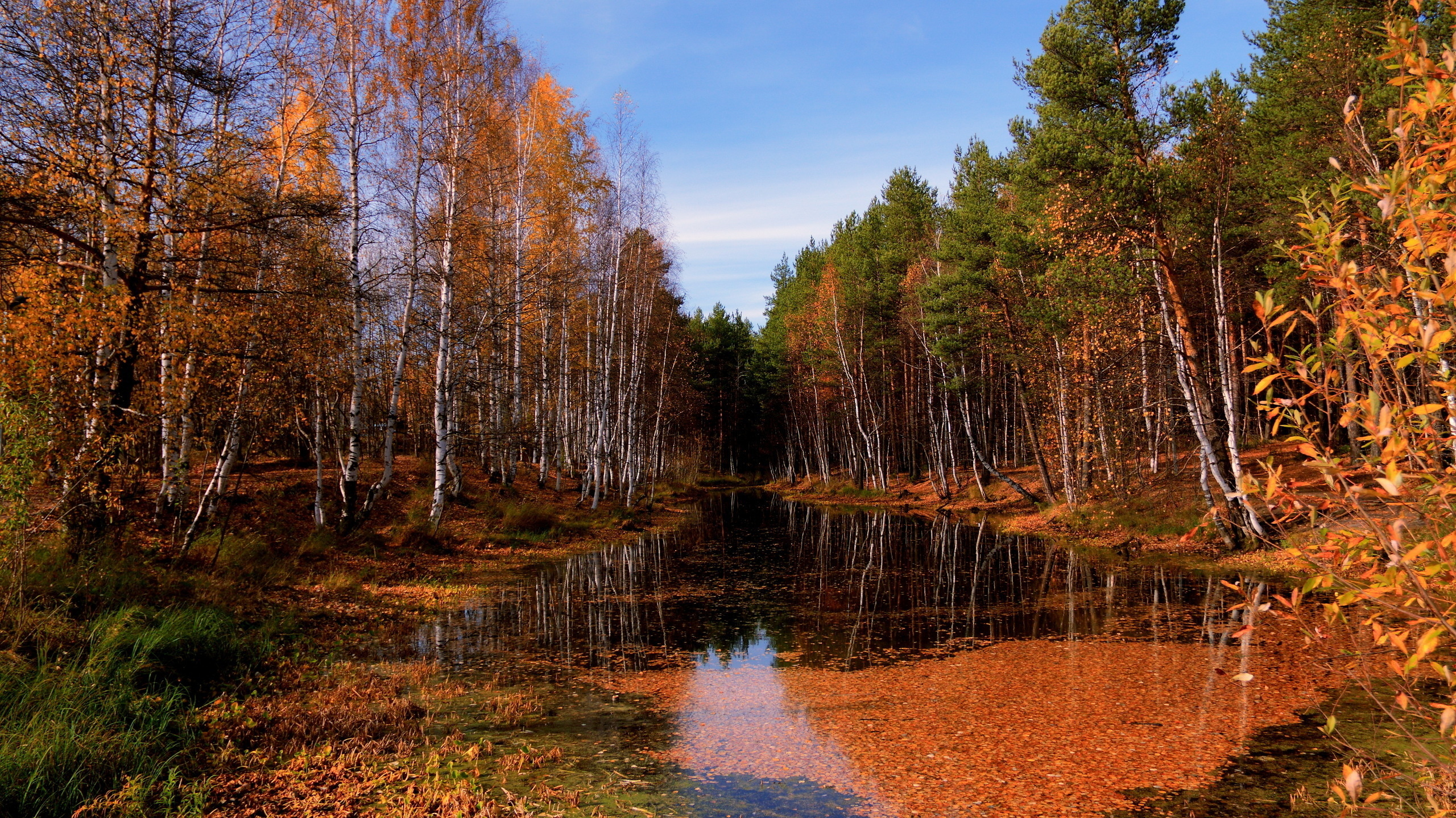 Arbres Bruns à Côté de la Rivière Sous Ciel Bleu Pendant la Journée. Wallpaper in 2560x1440 Resolution