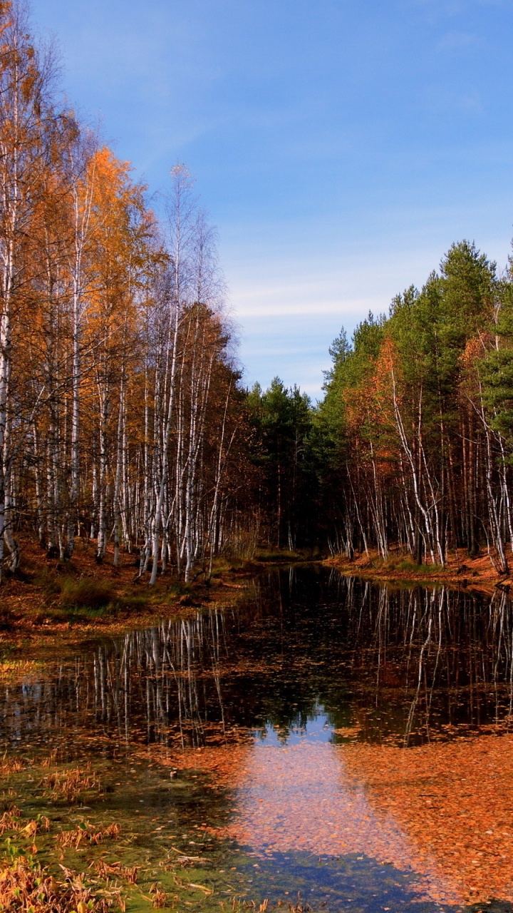 Brown Trees Beside River Under Blue Sky During Daytime. Wallpaper in 720x1280 Resolution