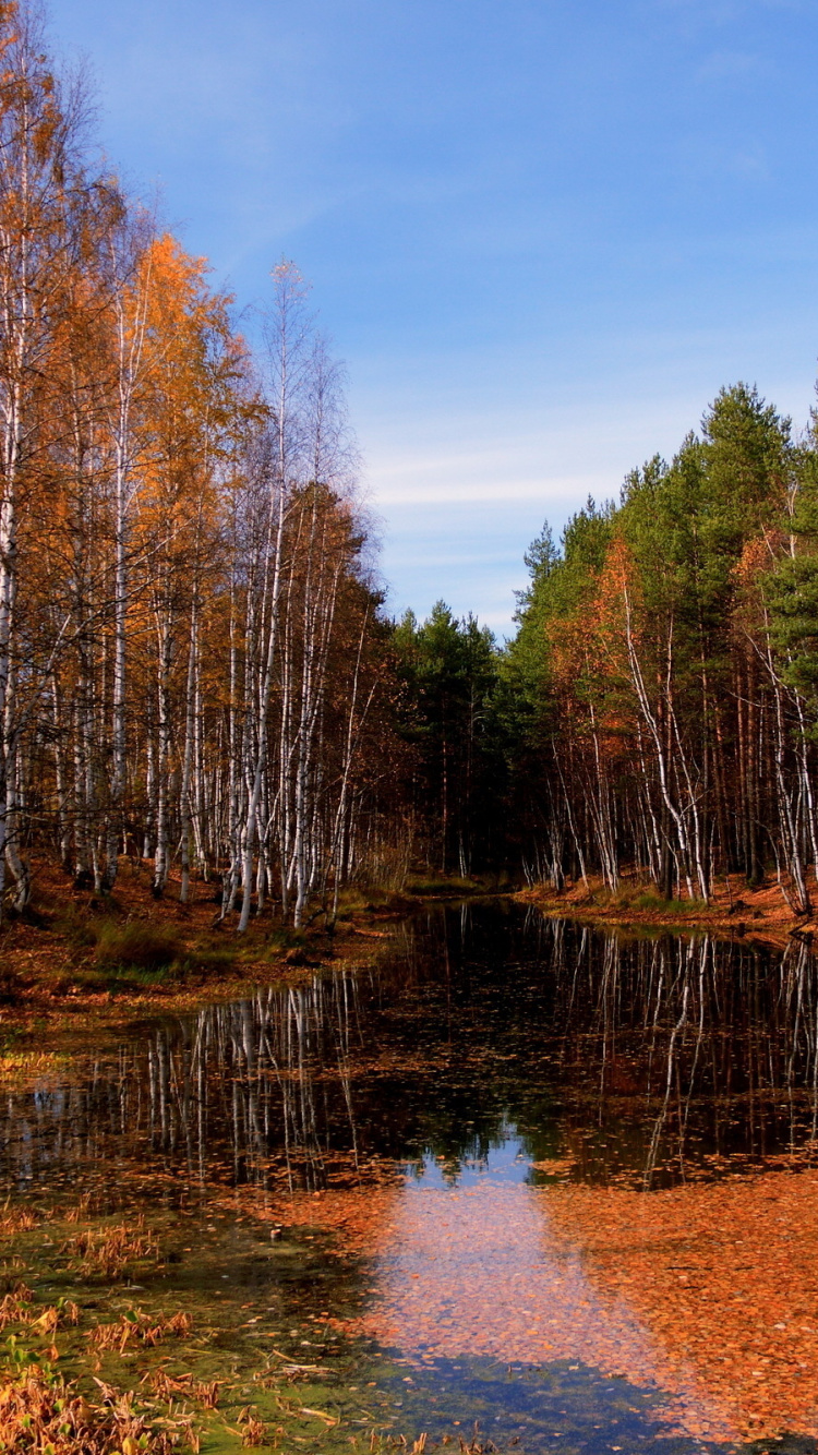 Brown Trees Beside River Under Blue Sky During Daytime. Wallpaper in 750x1334 Resolution