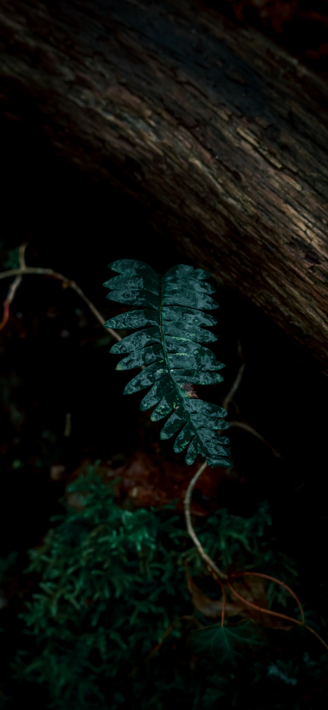 Pflanzen, Blatt, Farn, Gr, Gefäßpflanzen. Wallpaper in 1125x2436 Resolution