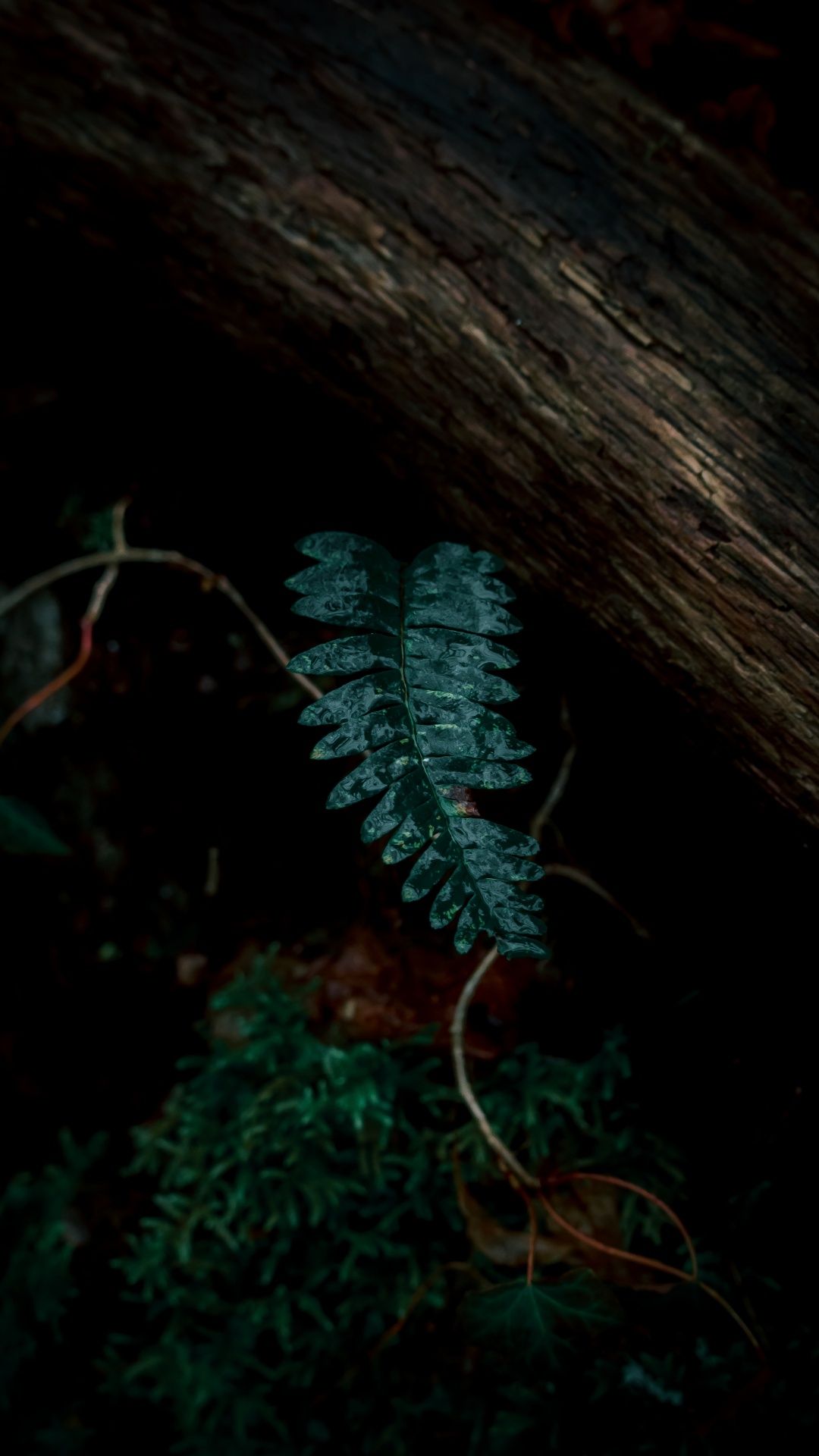 Plants, Leaf, Fern, Green, Darkness. Wallpaper in 1080x1920 Resolution