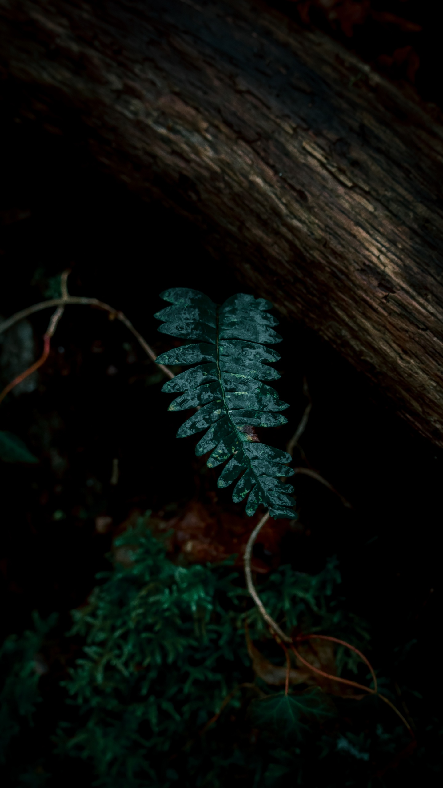 Plants, Leaf, Fern, Green, Darkness. Wallpaper in 1440x2560 Resolution