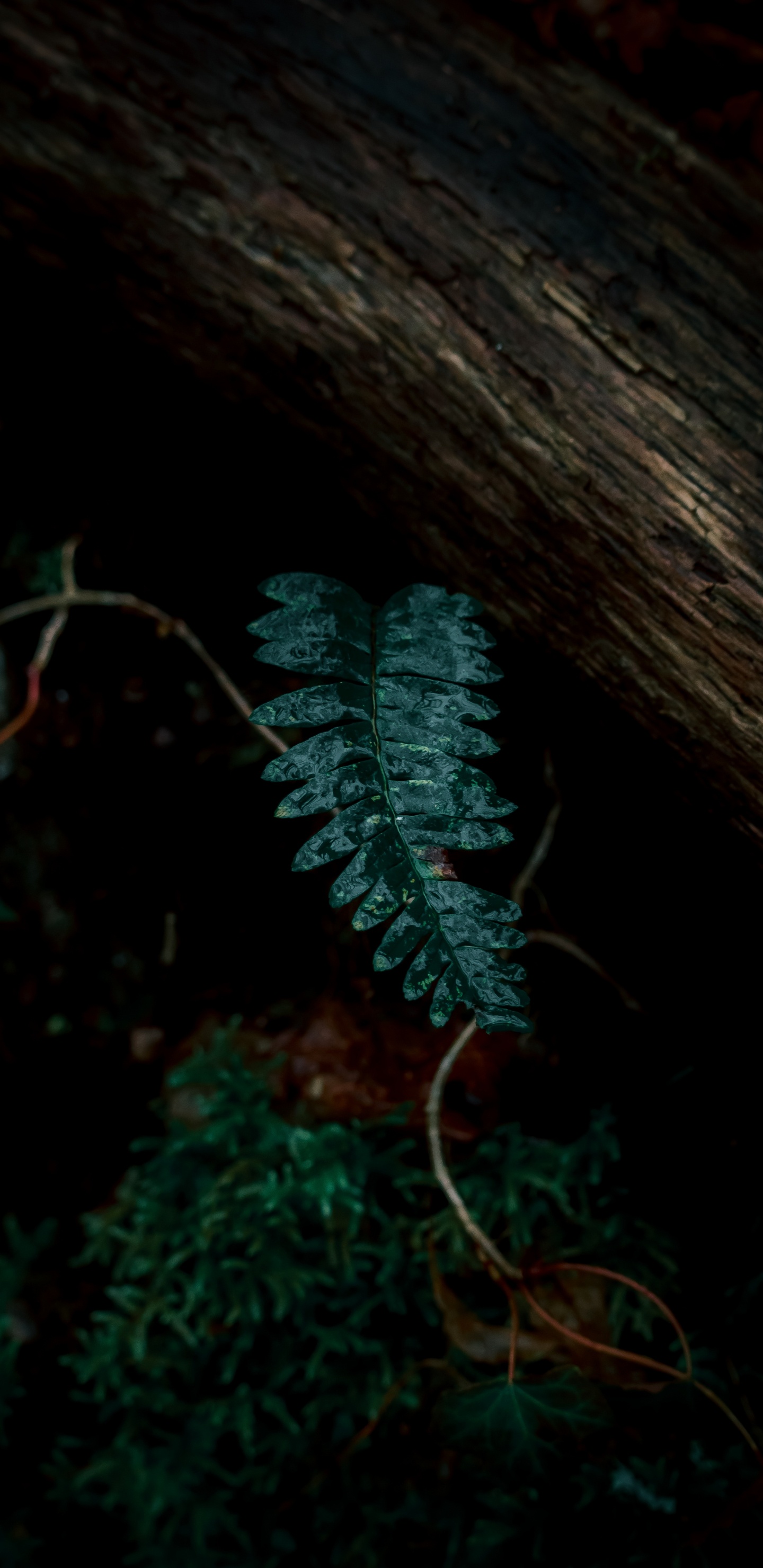 Plants, Leaf, Fern, Green, Darkness. Wallpaper in 1440x2960 Resolution