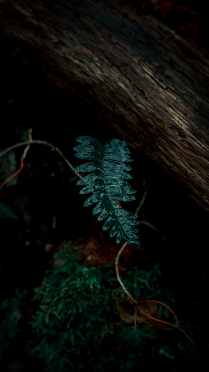 Plants, Leaf, Fern, Green, Darkness. Wallpaper in 720x1280 Resolution