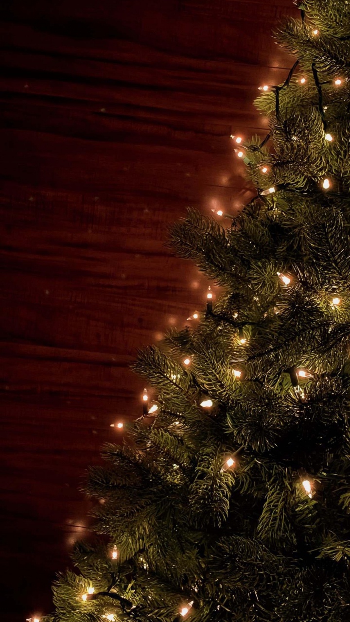 Best Merry Christmas, Christmas Tree, Christmas Day, Holiday, Plant. Wallpaper in 720x1280 Resolution