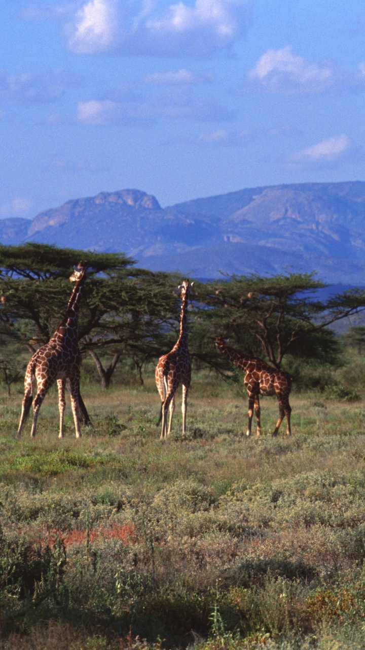 Brown Giraffe on Green Grass Field During Daytime. Wallpaper in 720x1280 Resolution