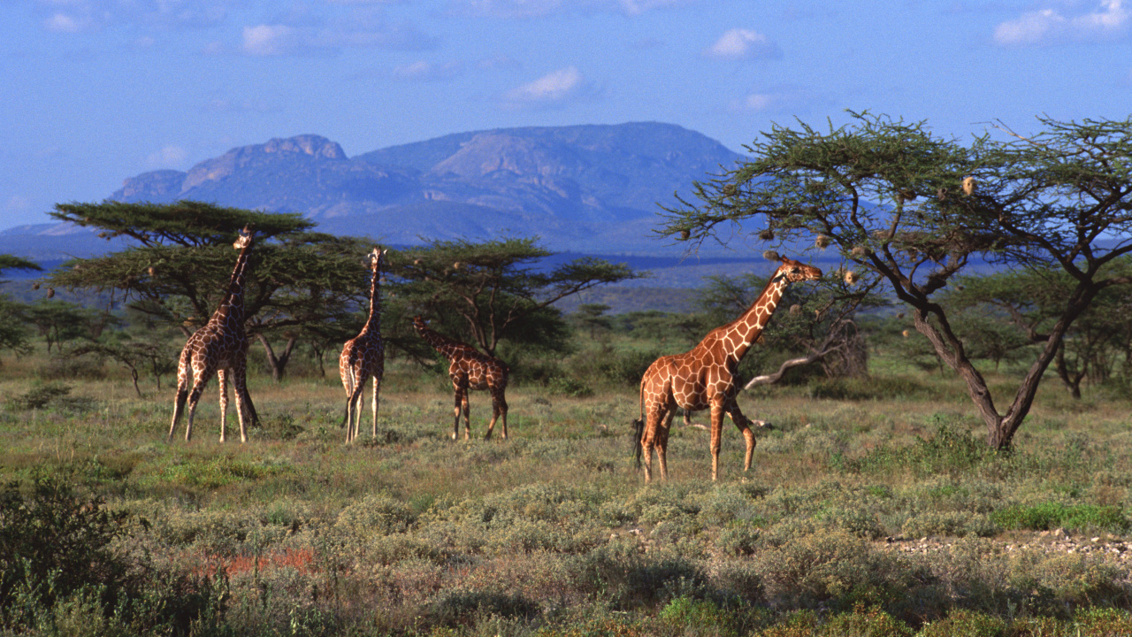 Braune Giraffe Auf Grünem Grasfeld Tagsüber. Wallpaper in 1280x720 Resolution