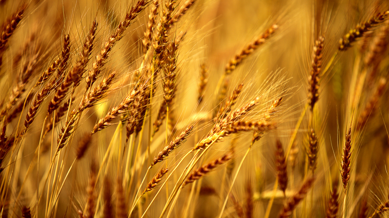 Brown Wheat Field During Daytime. Wallpaper in 1366x768 Resolution